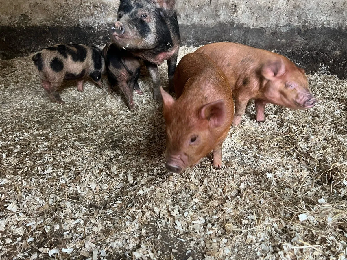 Kune Kune Pigs - Image 3