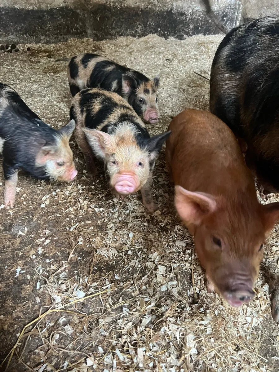 Kune Kune Pigs - Image 4