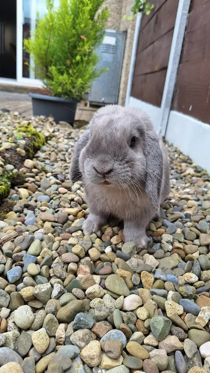 1 year old mini lop - Image 3