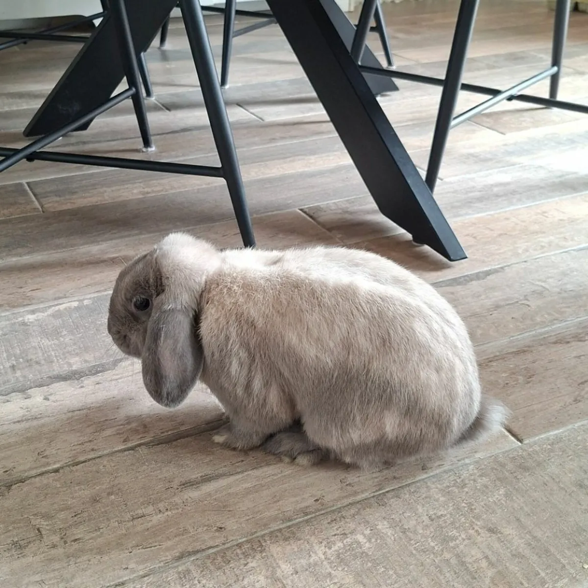 1 year old mini lop - Image 4