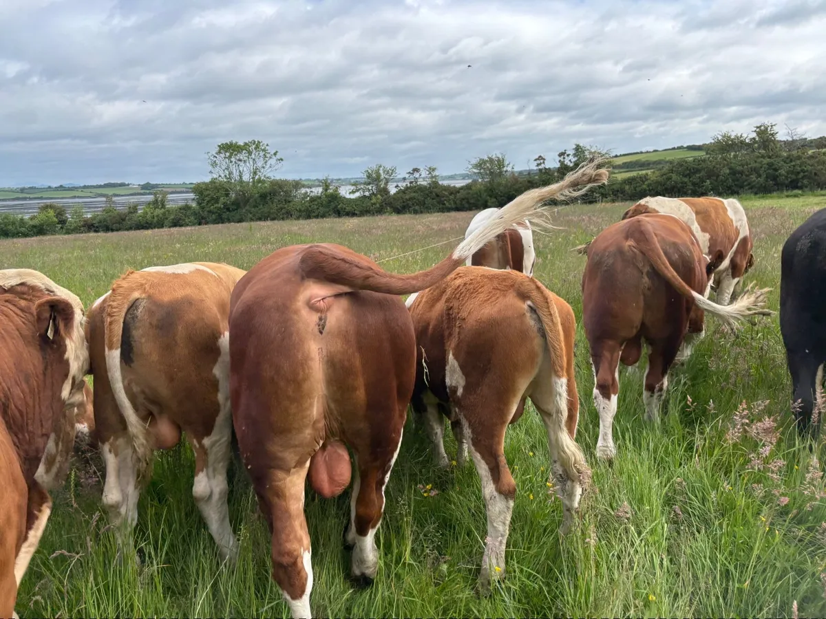 Pedigree registered Fleckvieh bulls - Image 2