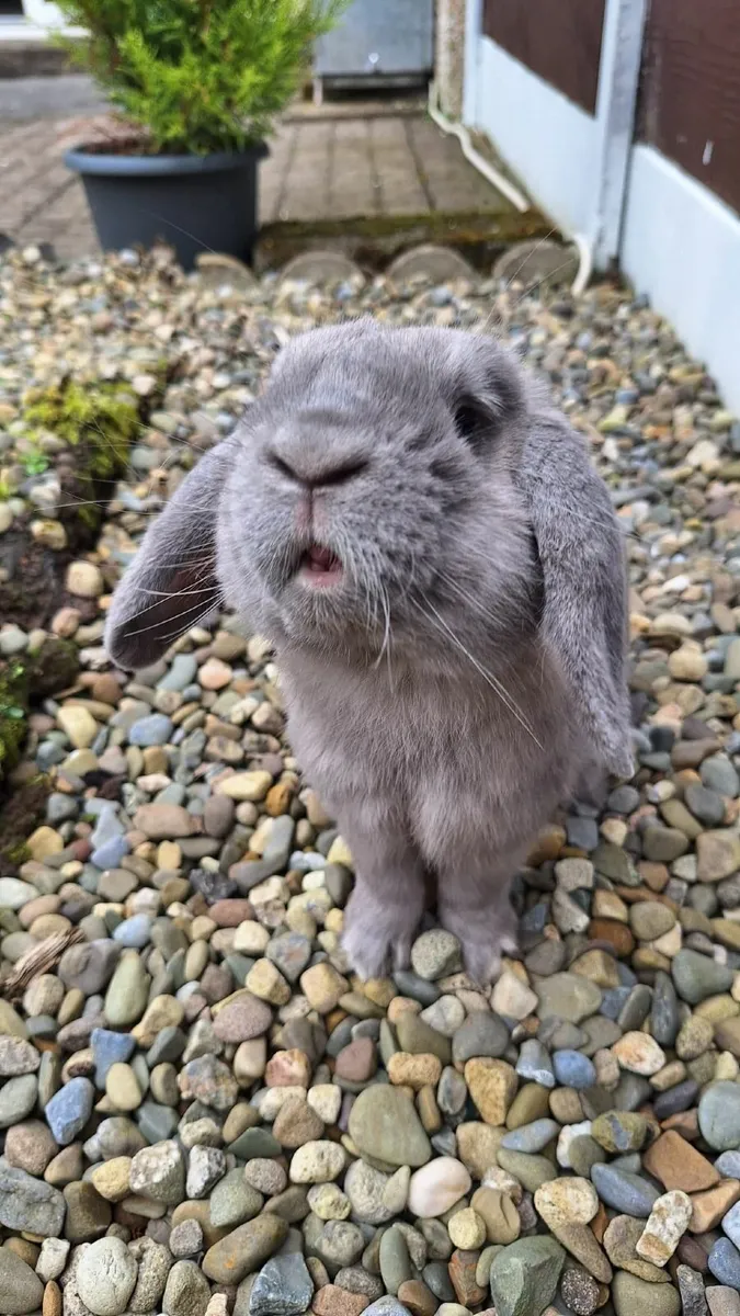1 year old mini lop - Image 3