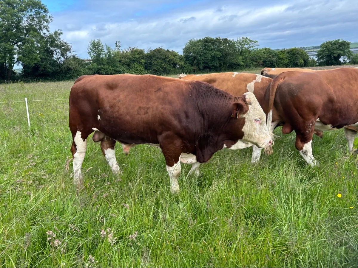 Pedigree registered Fleckvieh bulls - Image 3