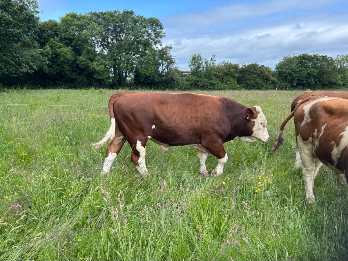 Pedigree registered Fleckvieh bulls - Image 4
