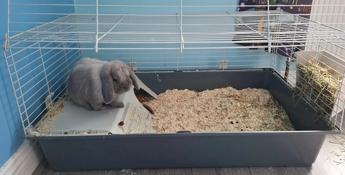 1 year old mini lop - Image 2