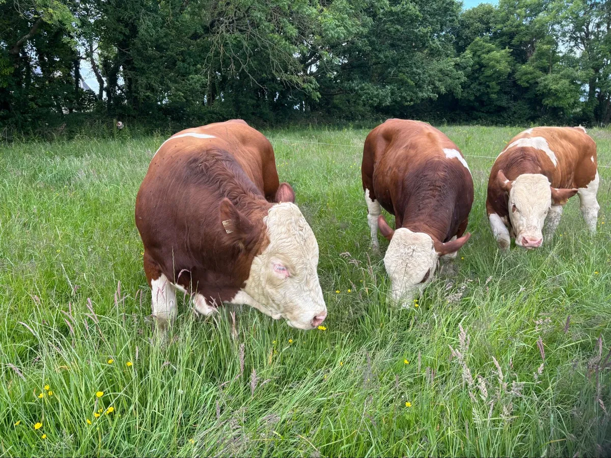 Pedigree registered Fleckvieh bulls - Image 1
