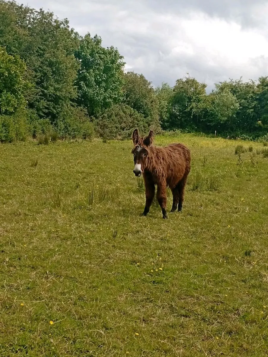 1 year old jack donkey foal - Image 1
