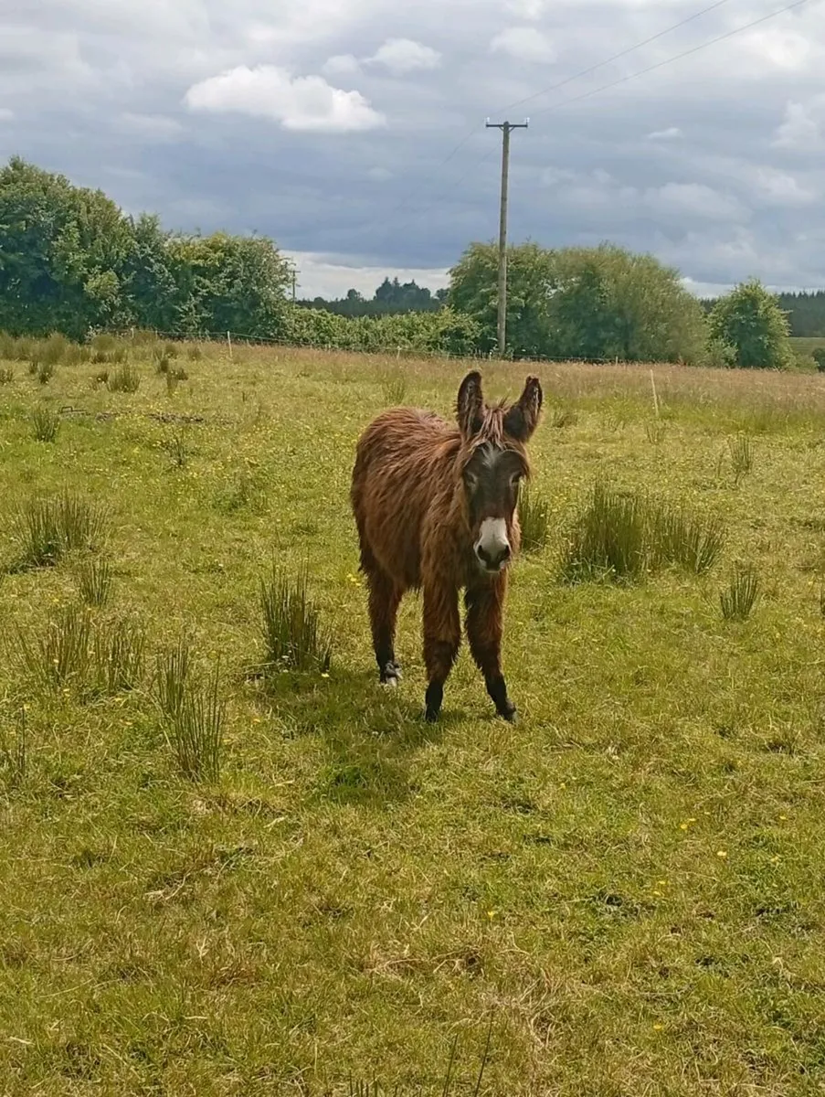 1 year old jack donkey foal - Image 2
