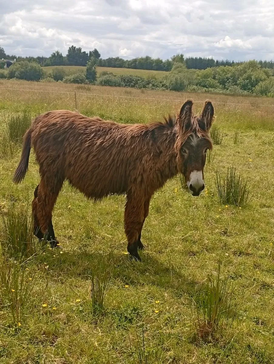 1 year old jack donkey foal - Image 3