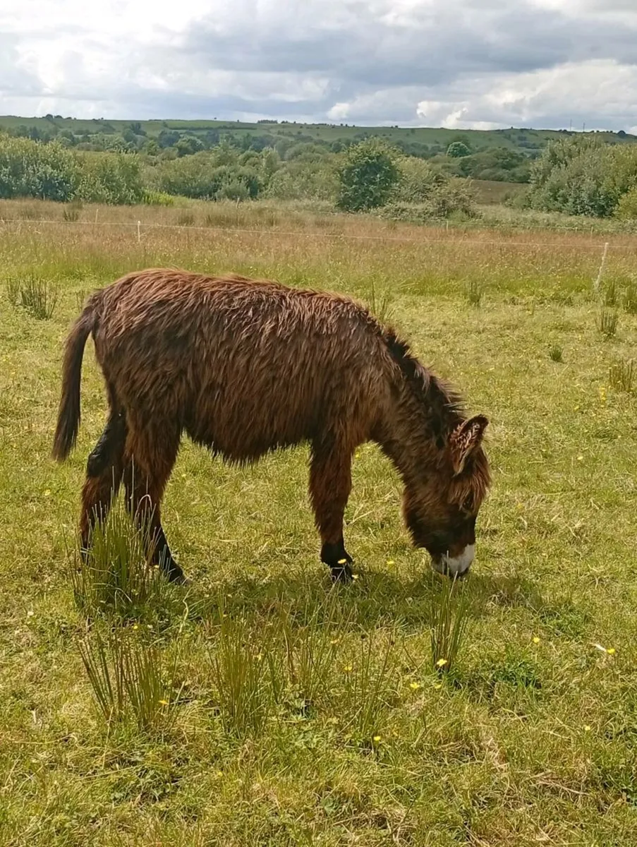 1 year old jack donkey foal - Image 4