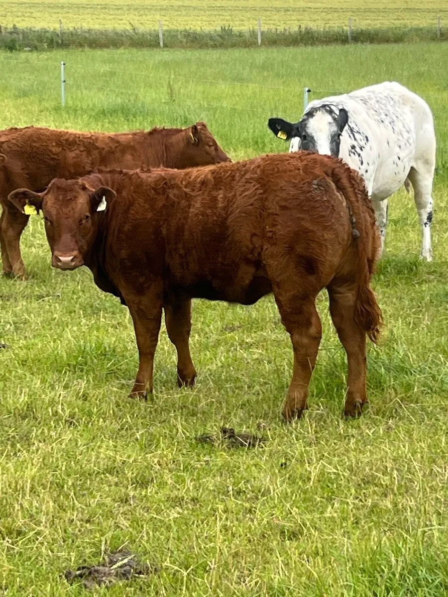 Breeding Heifers - Image 1