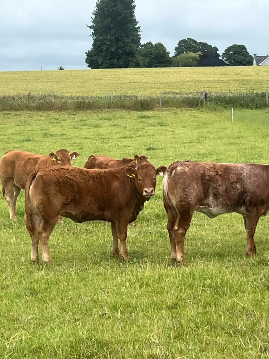 Breeding Heifers - Image 2