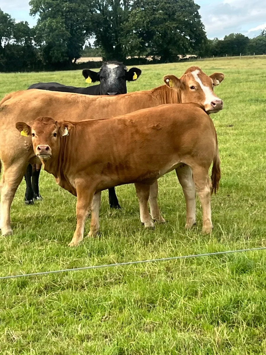 Breeding Heifers - Image 3