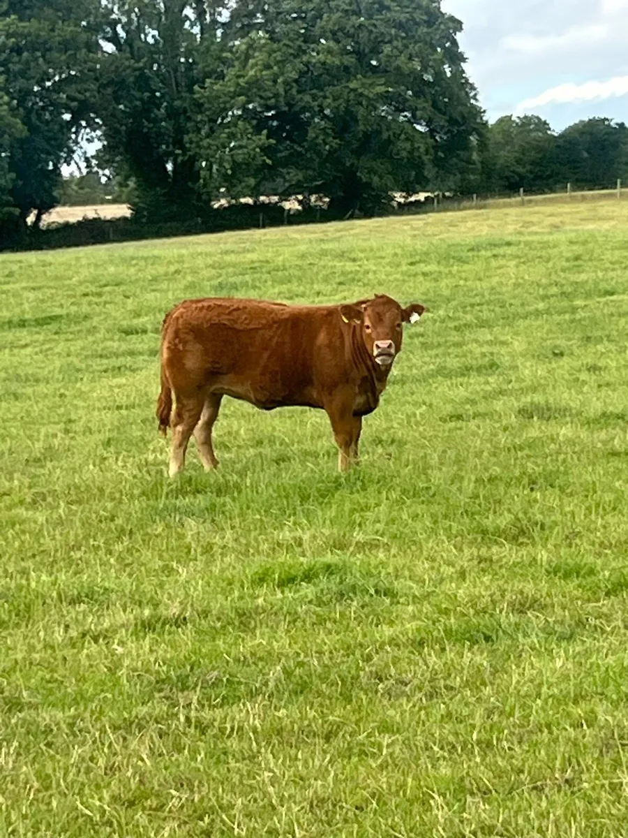 Breeding Heifers - Image 4