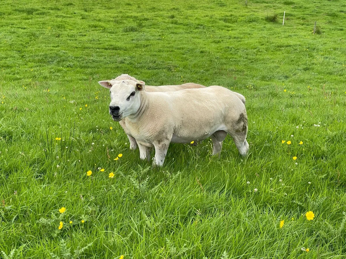 ⭐️⭐️Pedigree registered Texel Hogget ram ⭐️⭐️ - Image 1