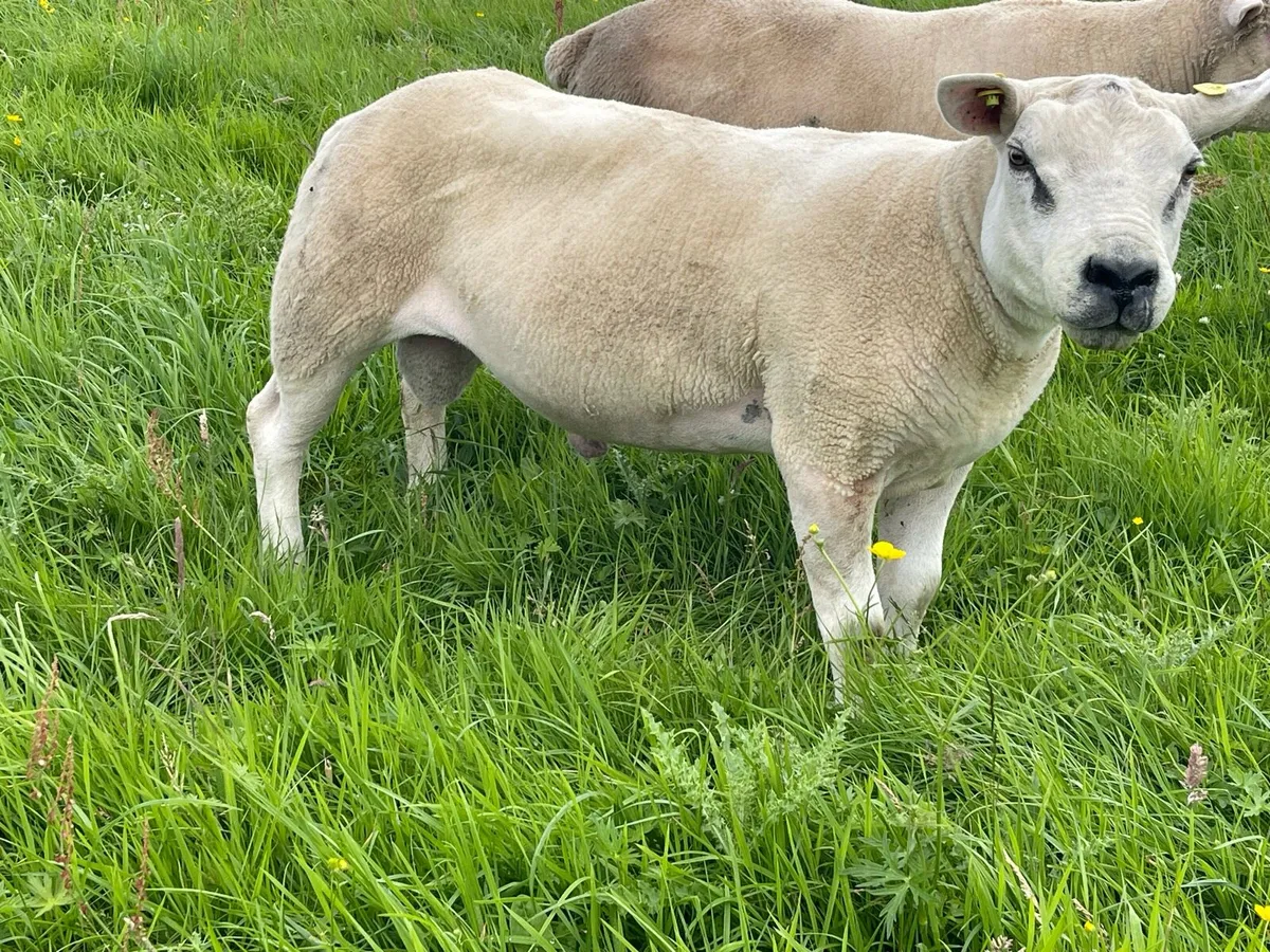 ⭐️⭐️Pedigree registered Texel Hogget ram ⭐️⭐️ - Image 2