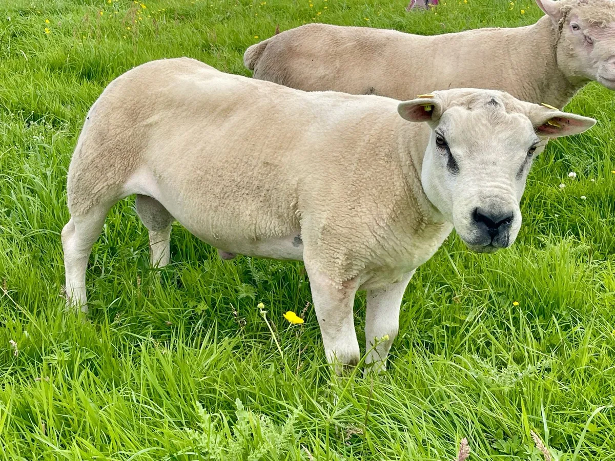 ⭐️⭐️Pedigree registered Texel Hogget ram ⭐️⭐️ - Image 3