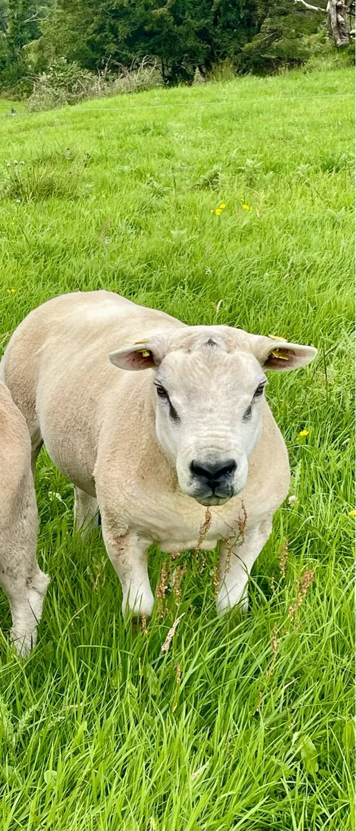 ⭐️⭐️Pedigree registered Texel Hogget ram ⭐️⭐️ - Image 4