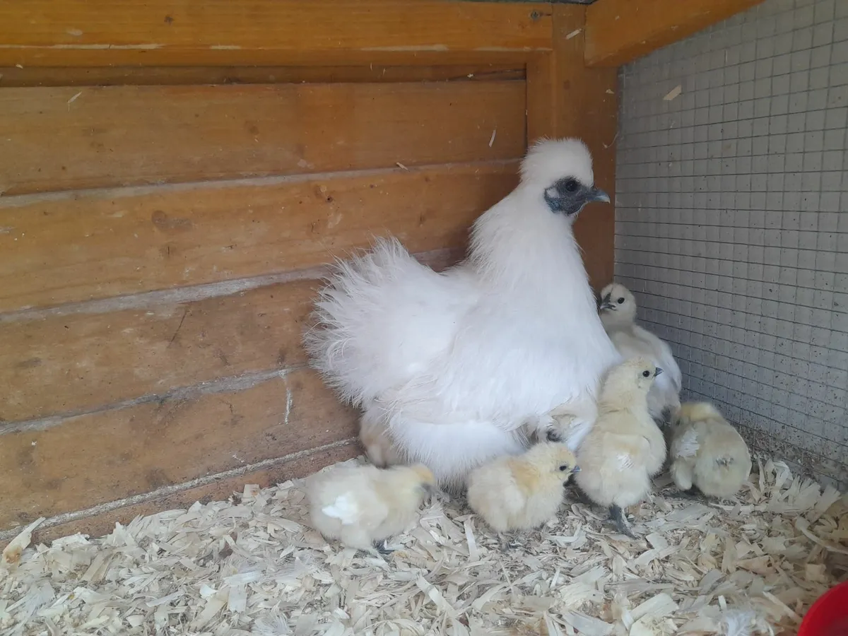 Pure bred bantam silkie hen & chicks - Image 1