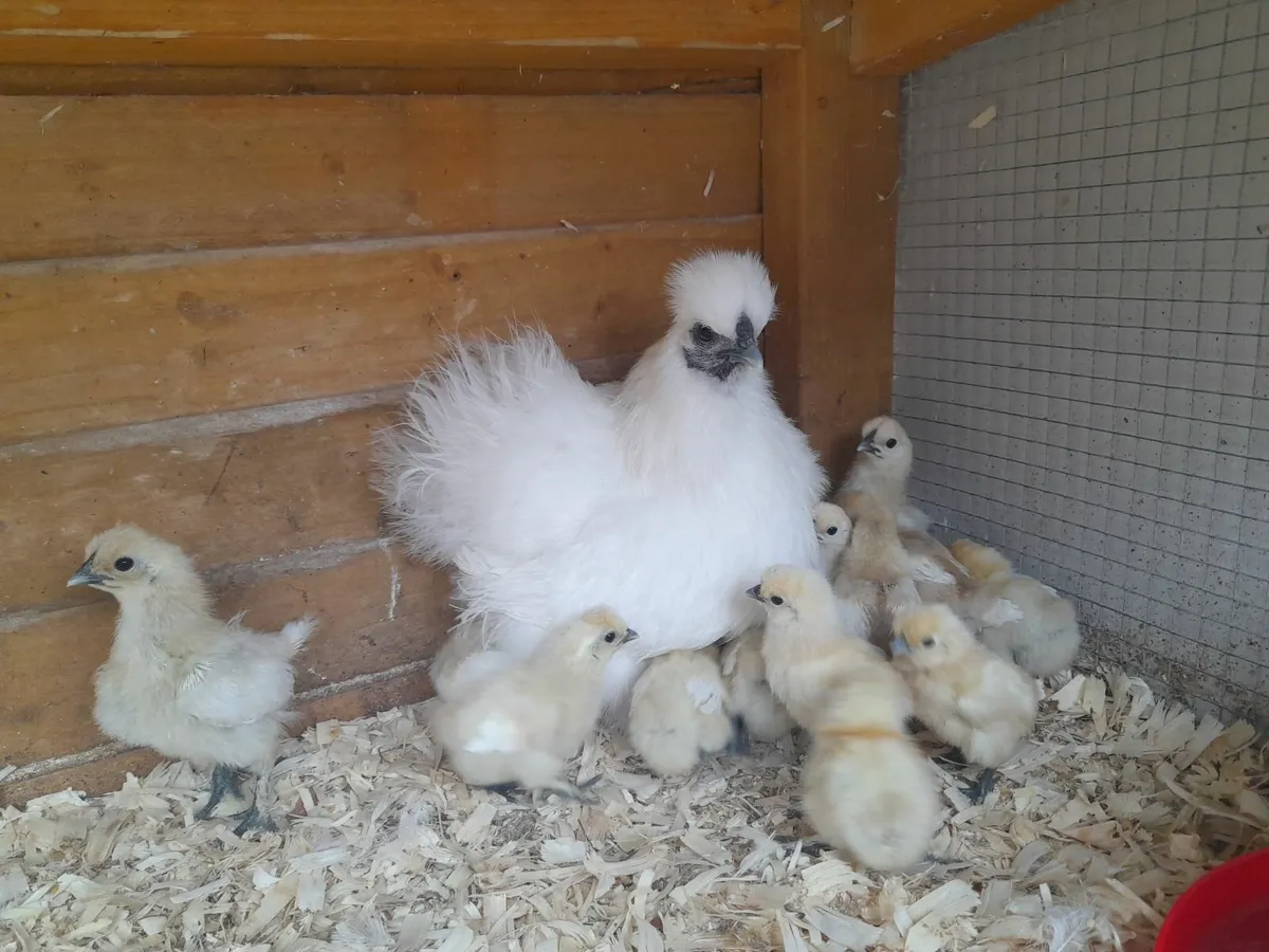 Pure bred bantam silkie hen & chicks - Image 2