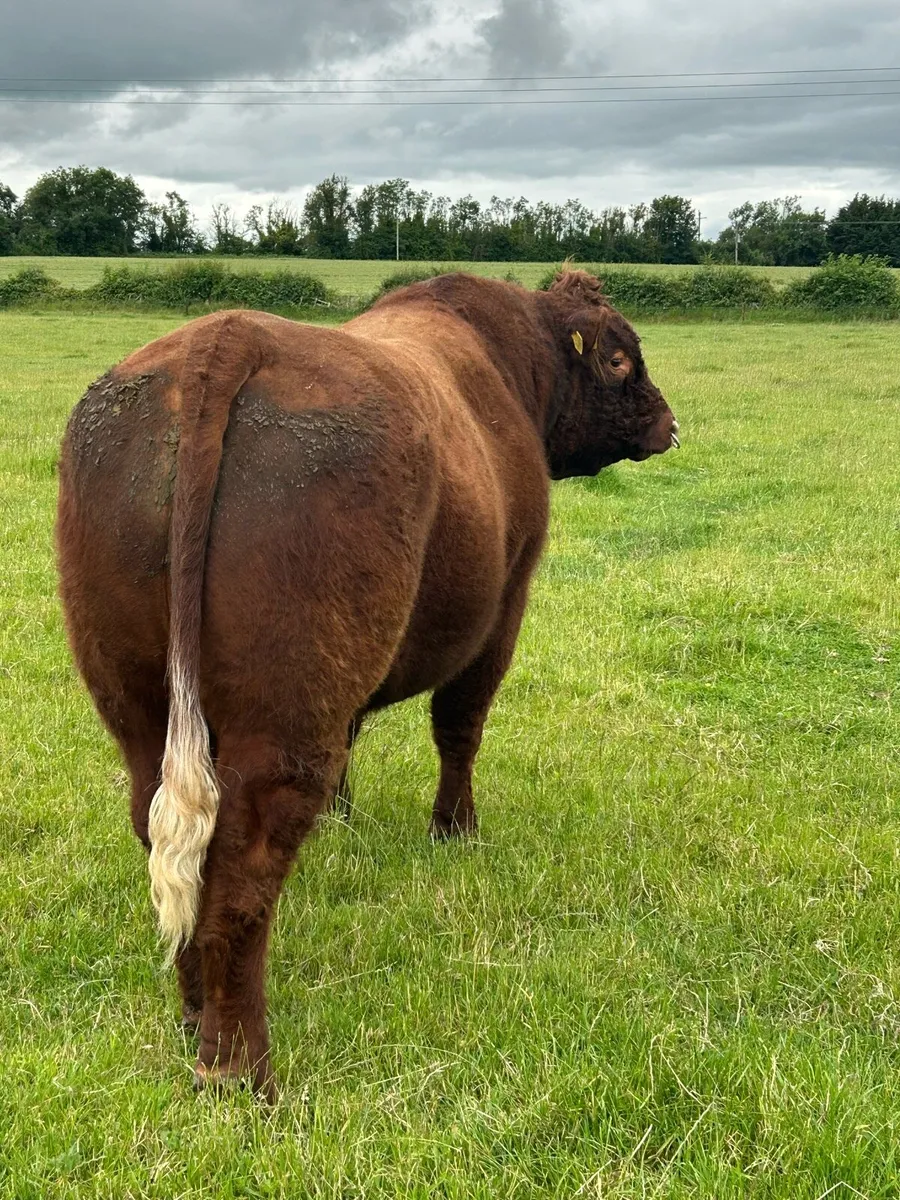 Saler bull - Image 2