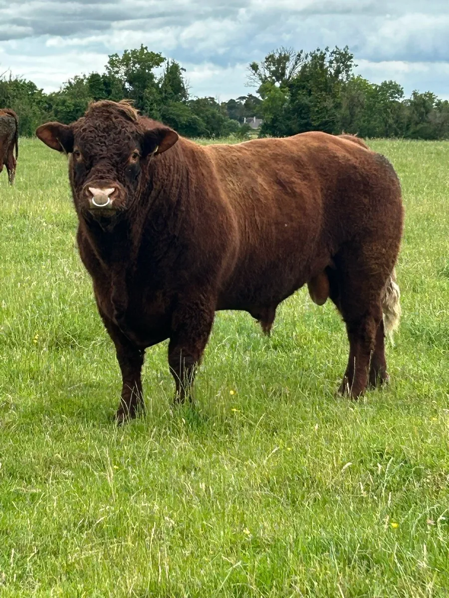 Saler bull - Image 3