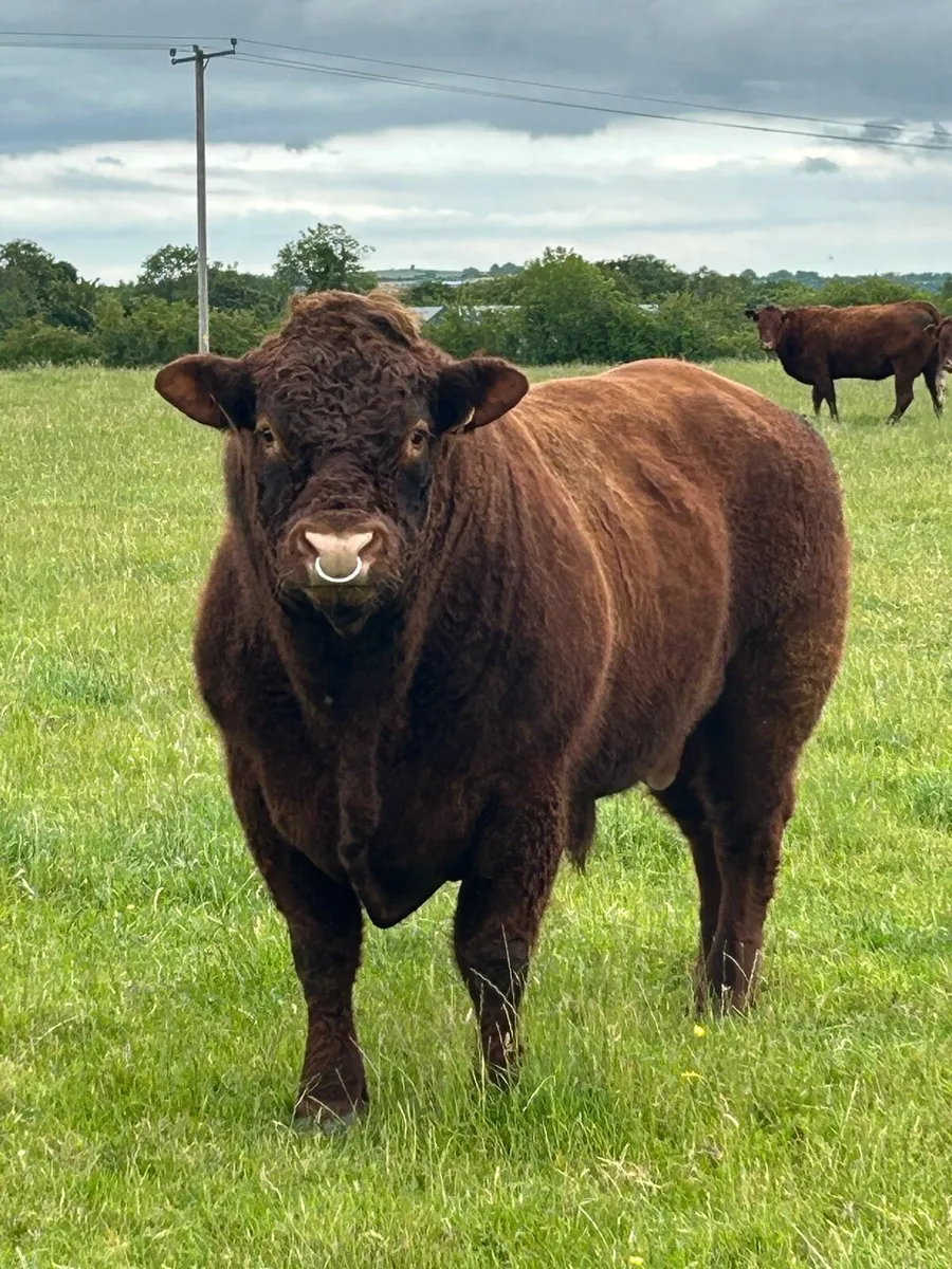 Saler bull - Image 1