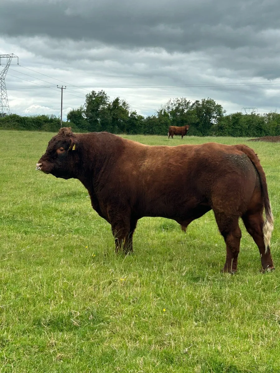 Saler bull - Image 4