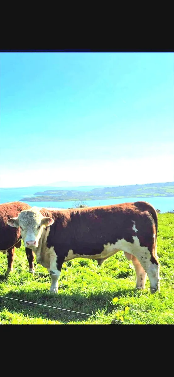Pedigree Hereford Bull - Image 1