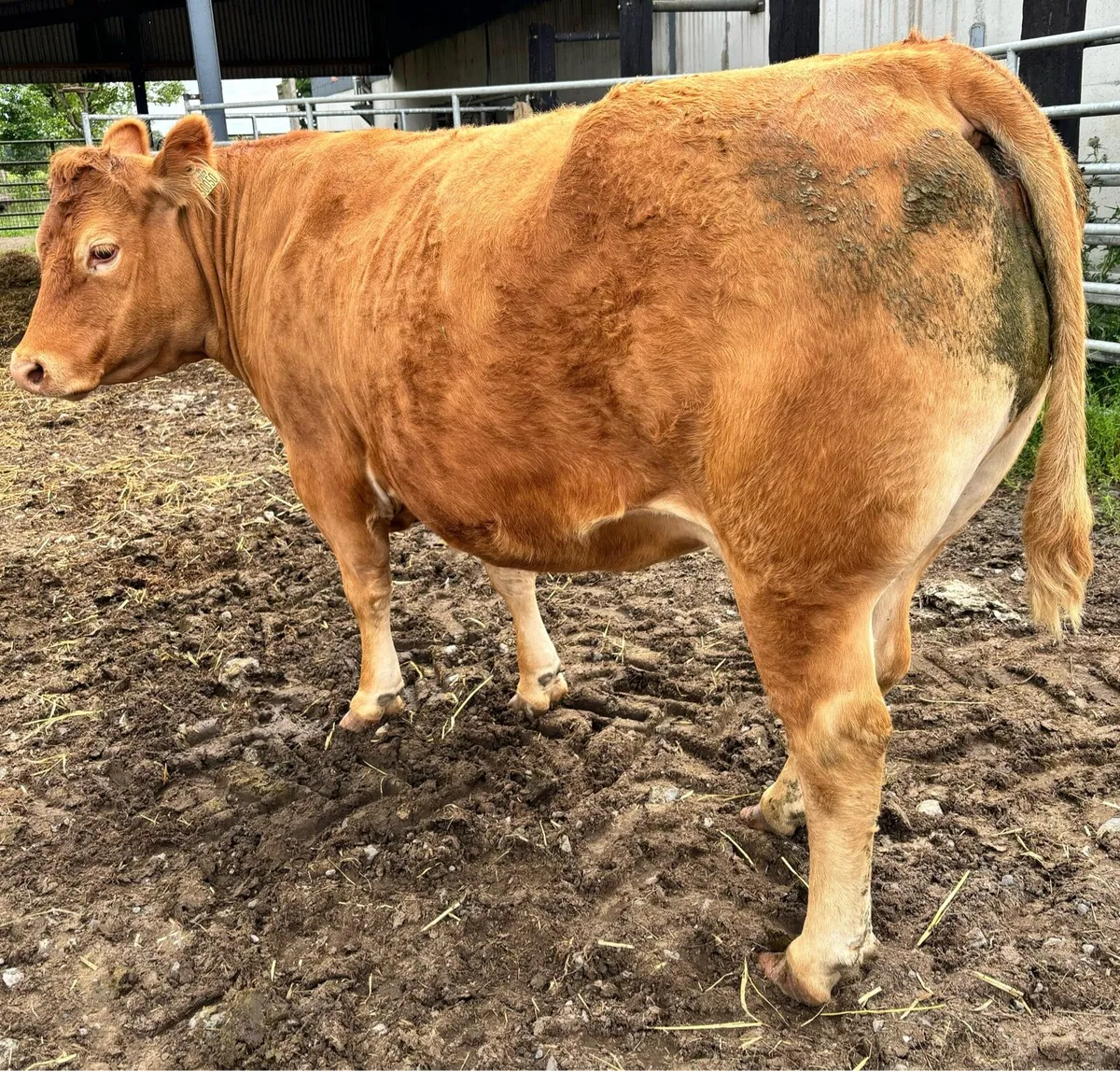 Pedigree Limousin Cow due 29th July - Image 2
