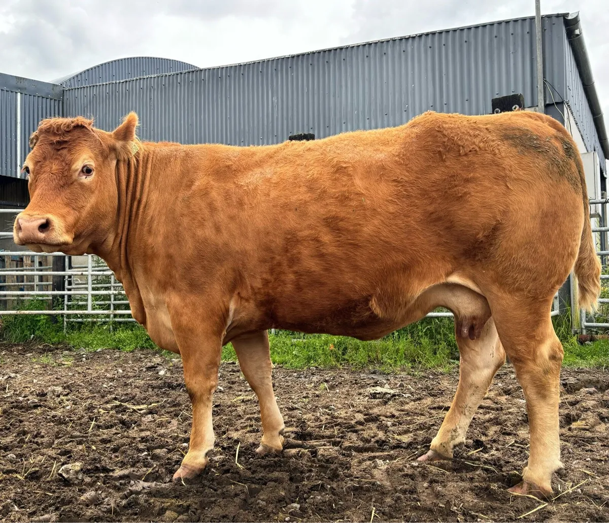 Pedigree Limousin Cow due 29th July - Image 3