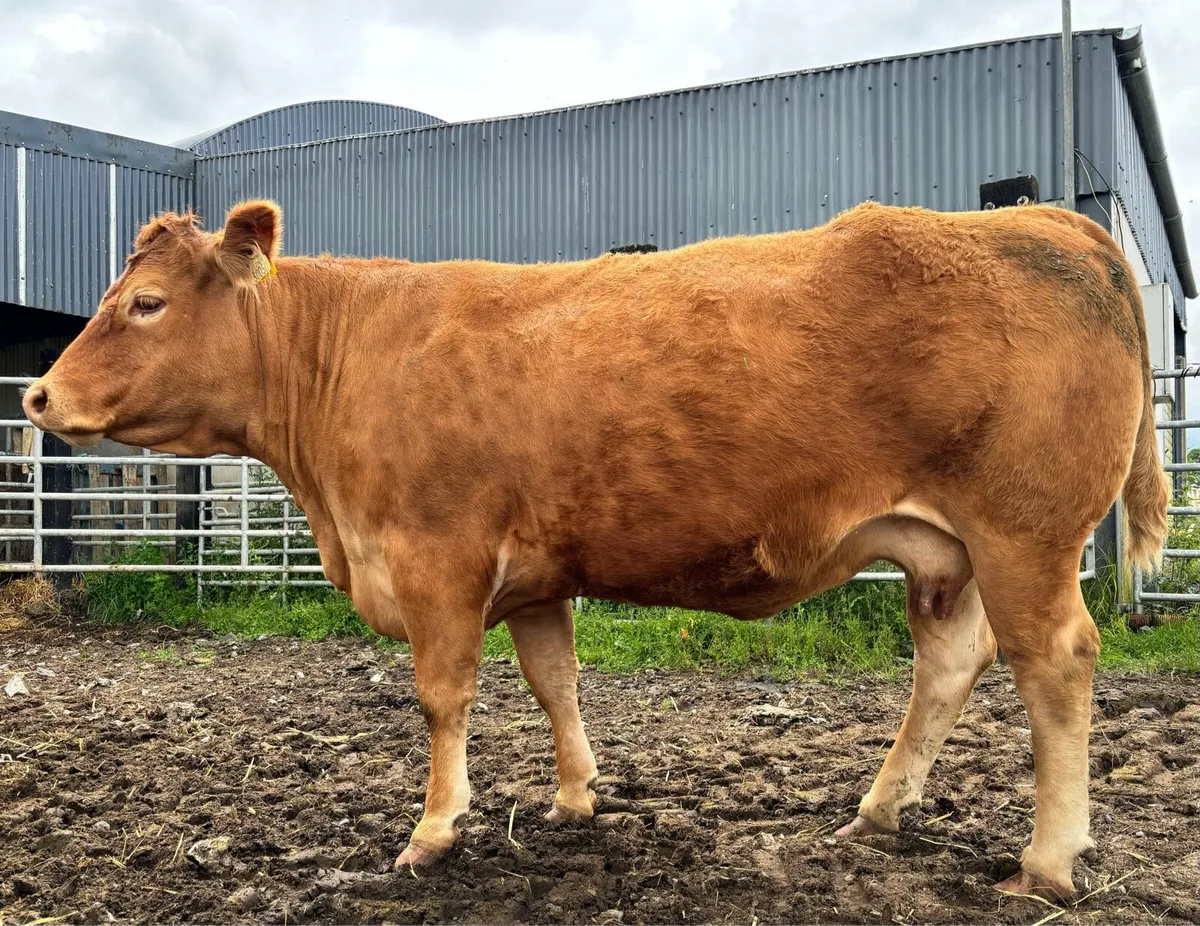 Pedigree Limousin Cow due 29th July - Image 4