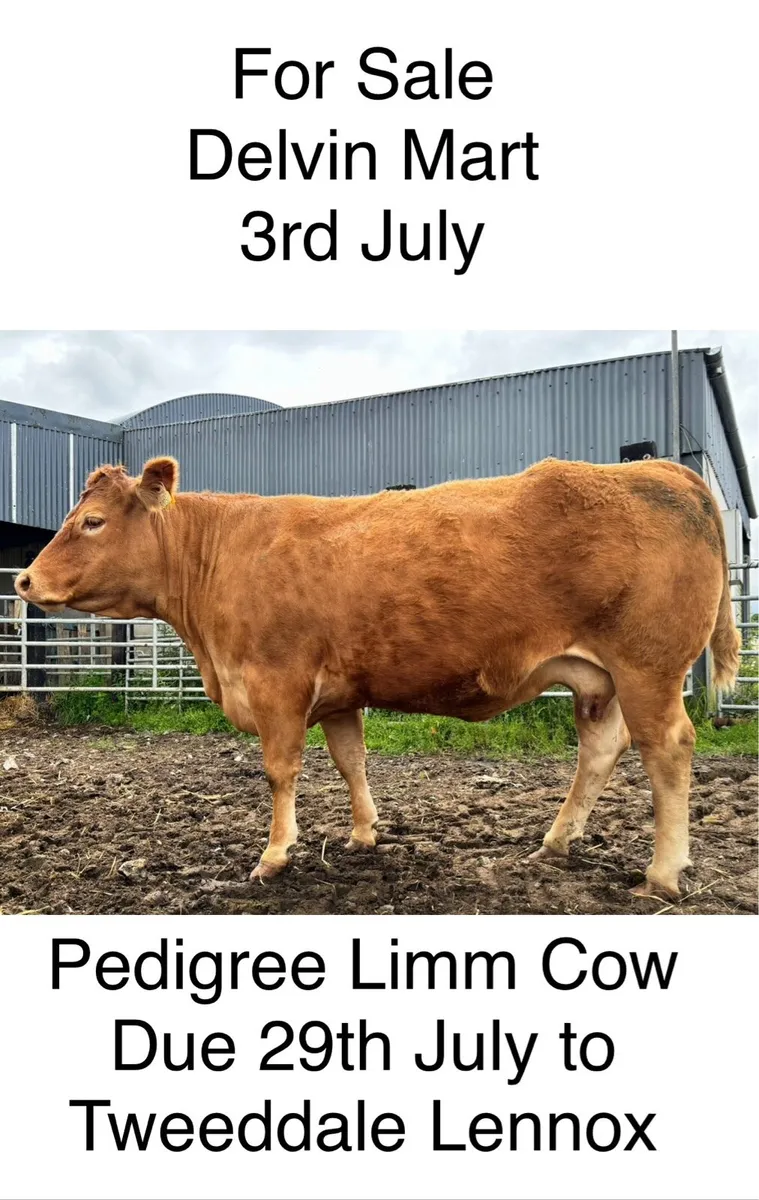 Pedigree Limousin Cow due 29th July - Image 1