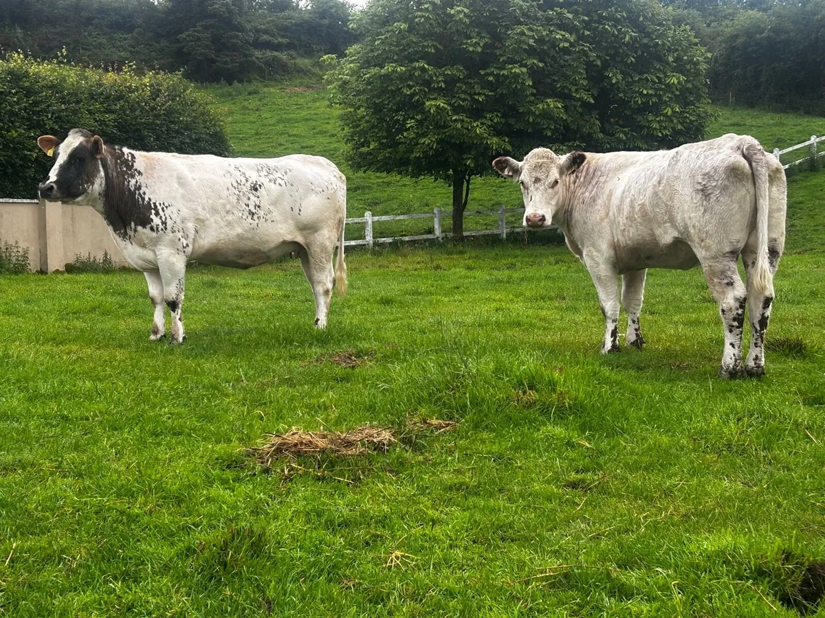 Two In-Calf Heifers - Image 1