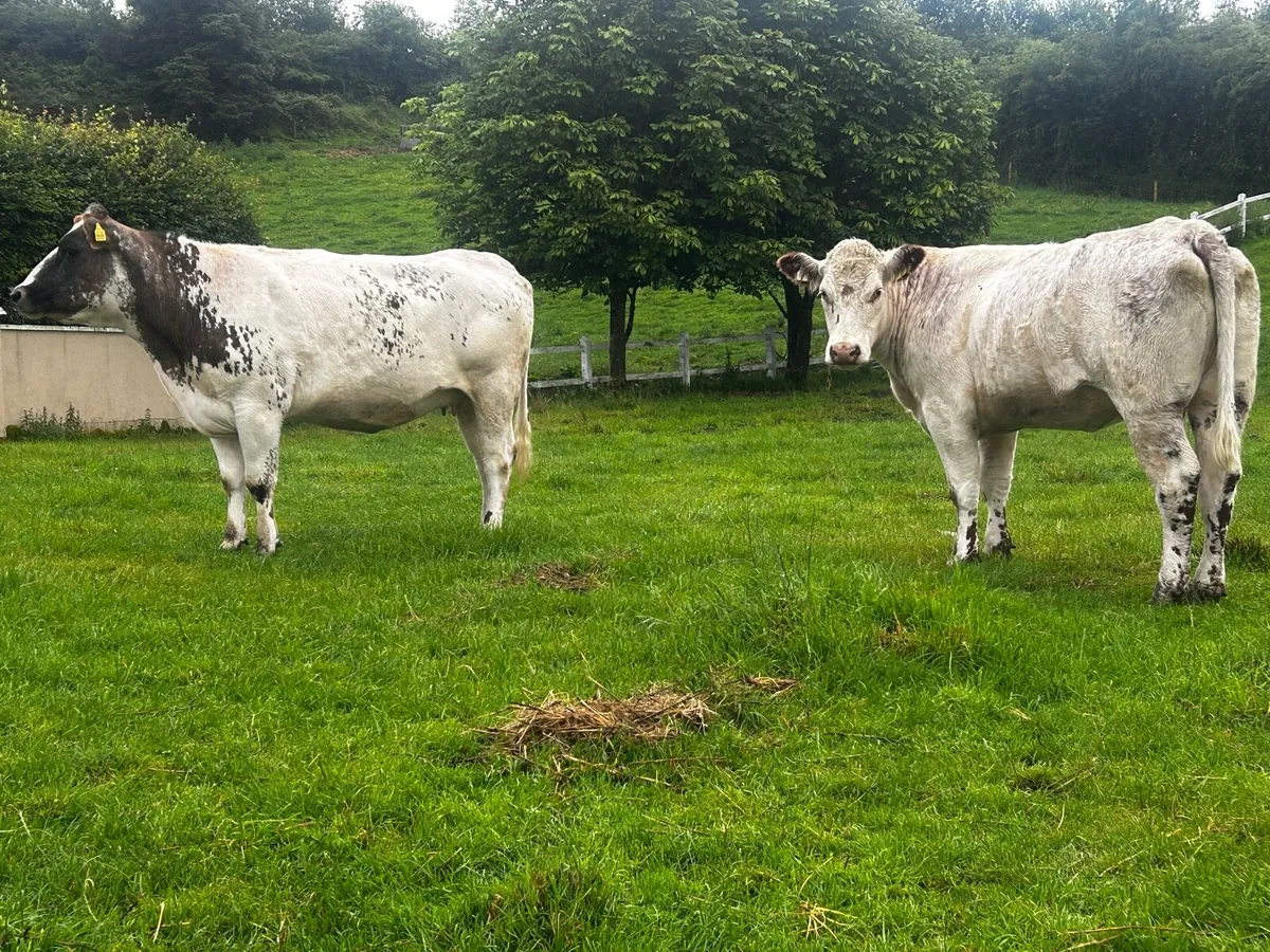 Two In-Calf Heifers - Image 2