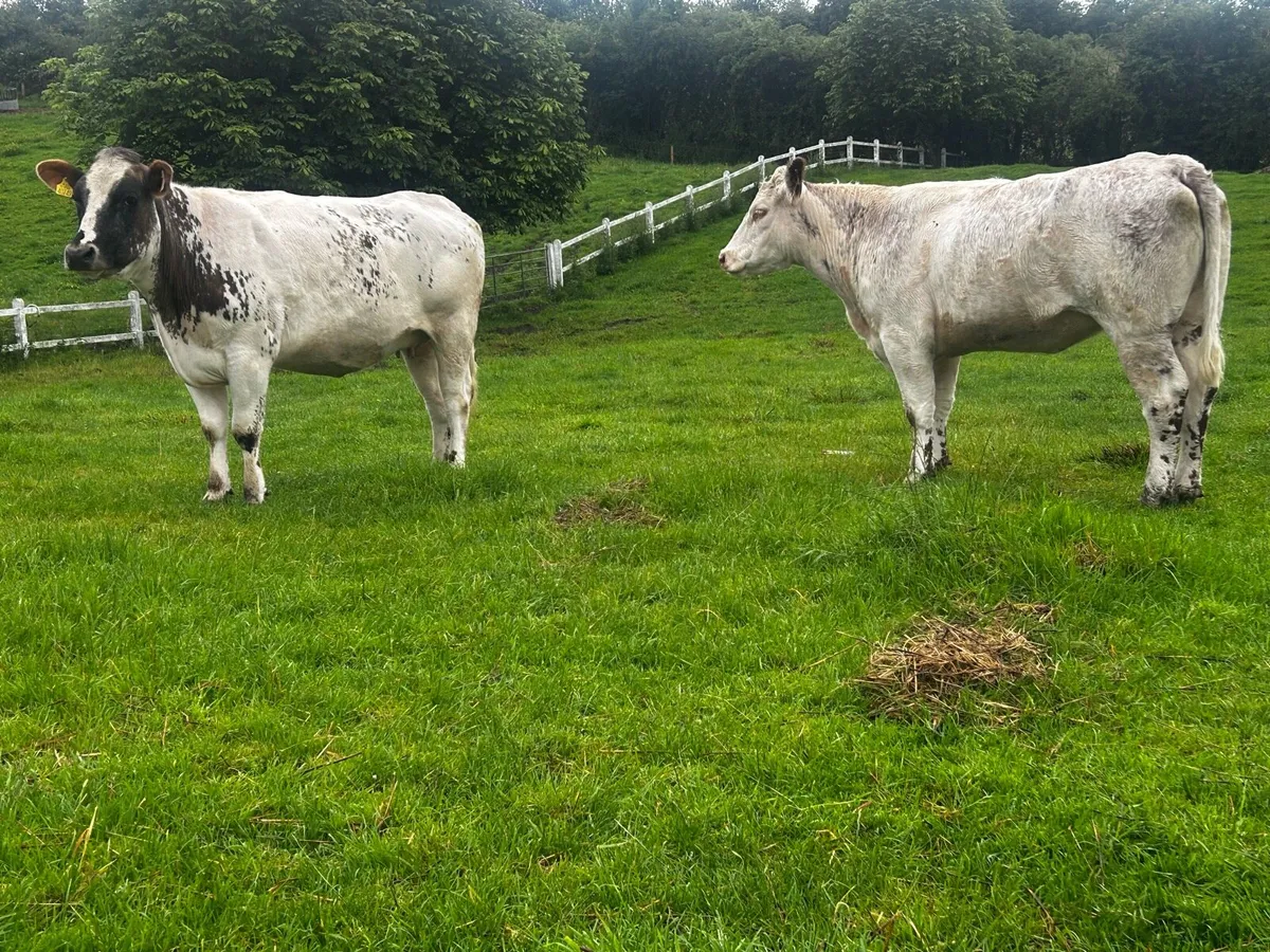 Two In-Calf Heifers - Image 3