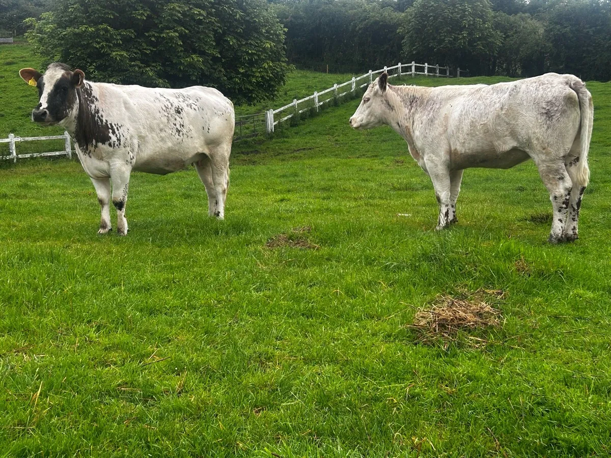 Two In-Calf Heifers - Image 4