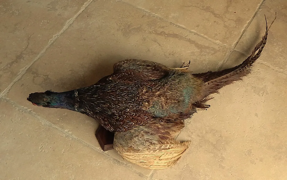 Vintage Taxidermy Pheasant Mounted on Wall Plaque - Image 4