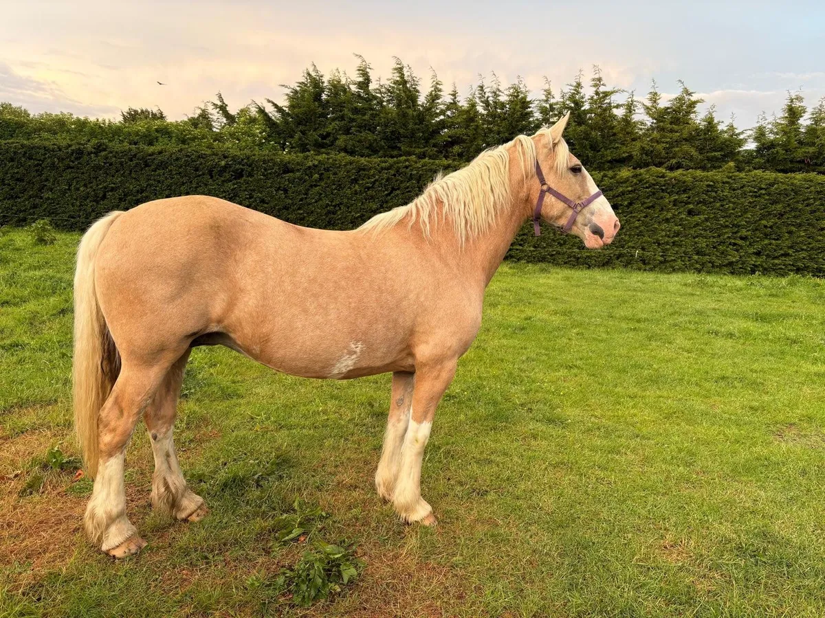 Palamino Mare 15.2hh 13 yo - Image 1