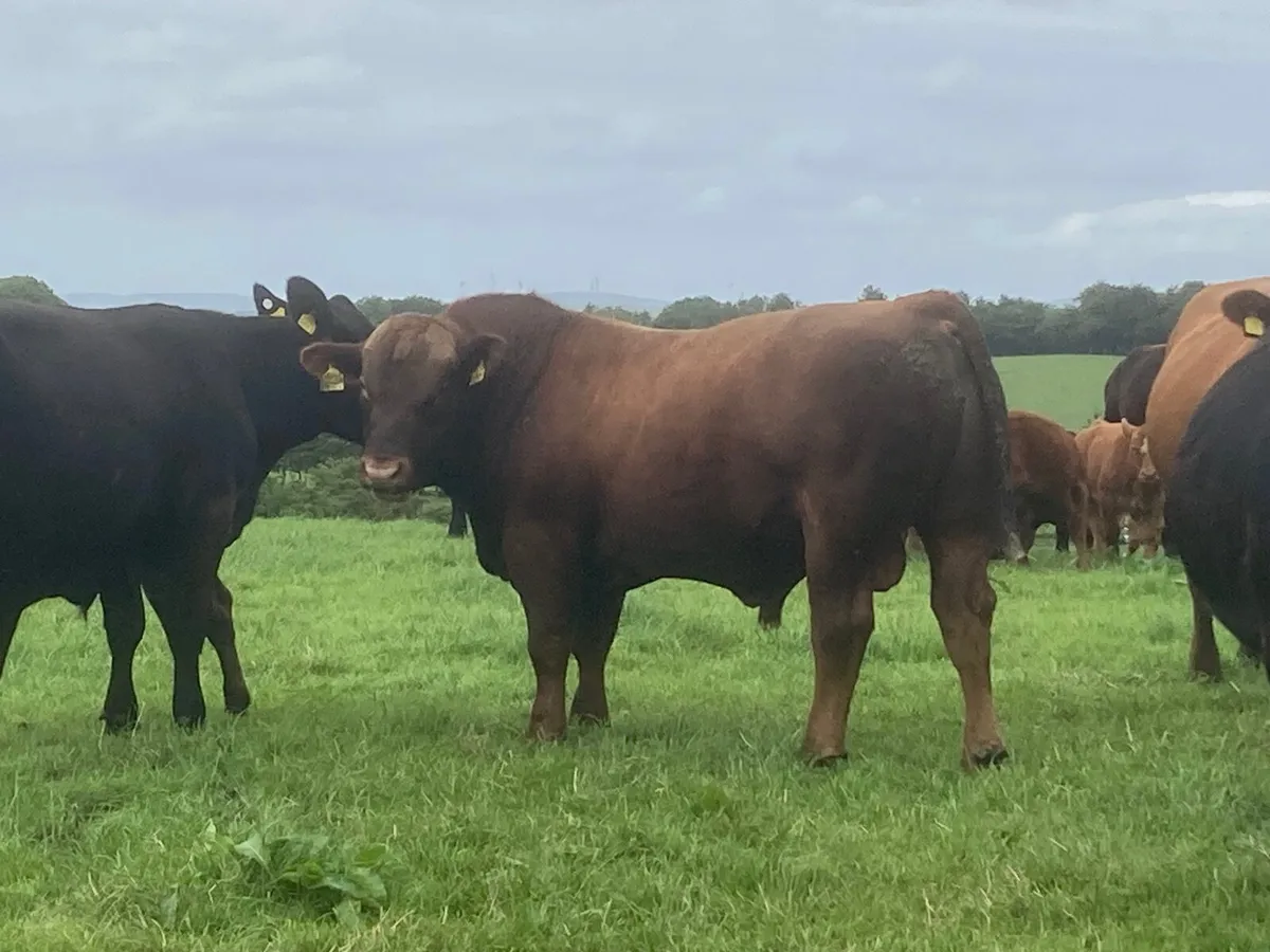 Bull - Image 2