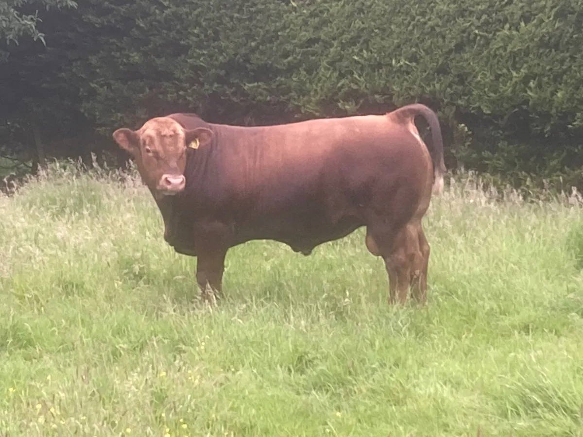 Bull - Image 3