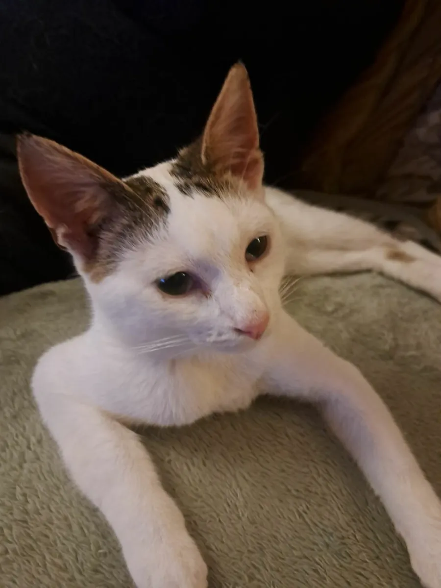 Male Kitten for Sale - Image 1