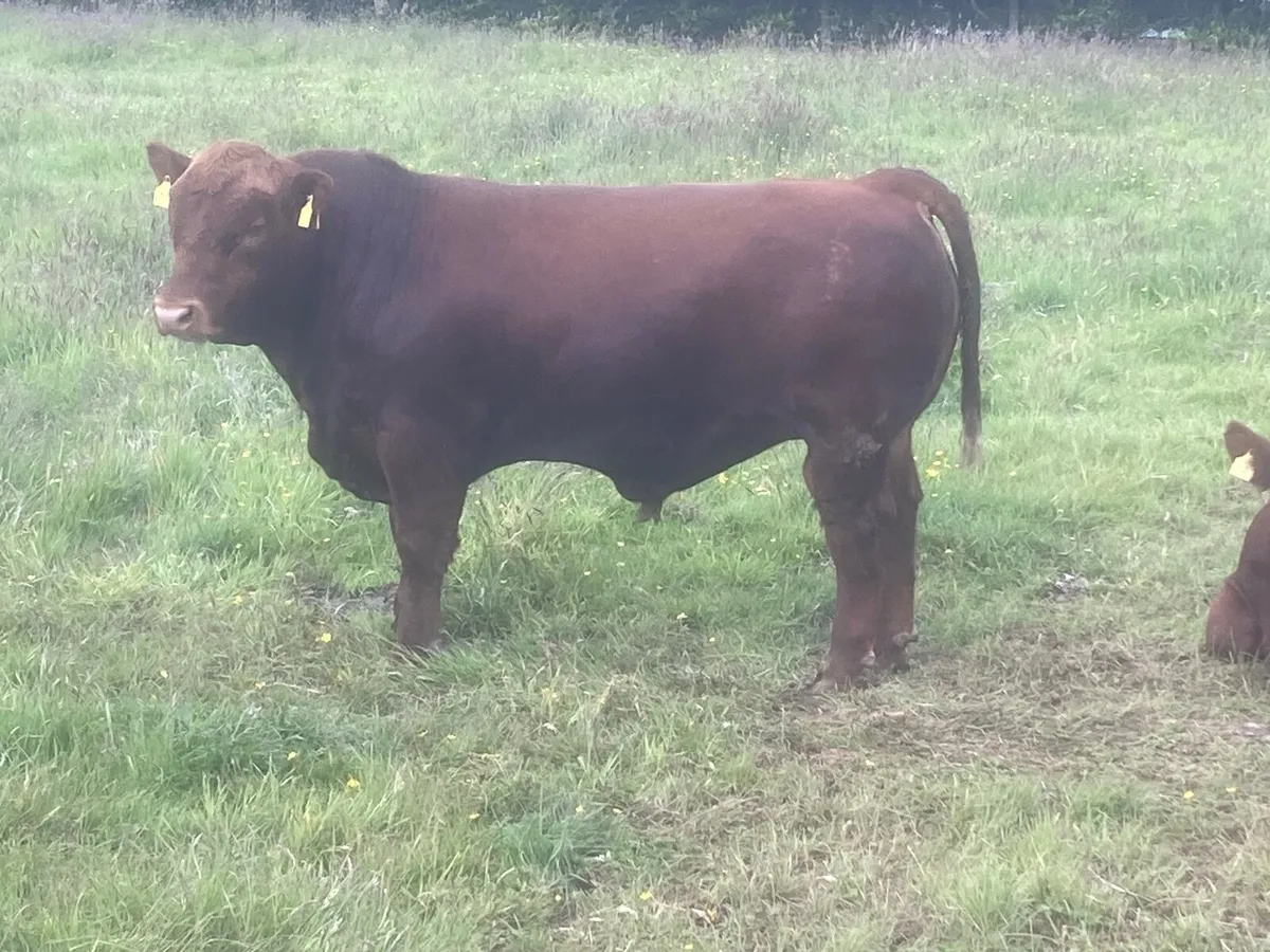 Bull - Image 4