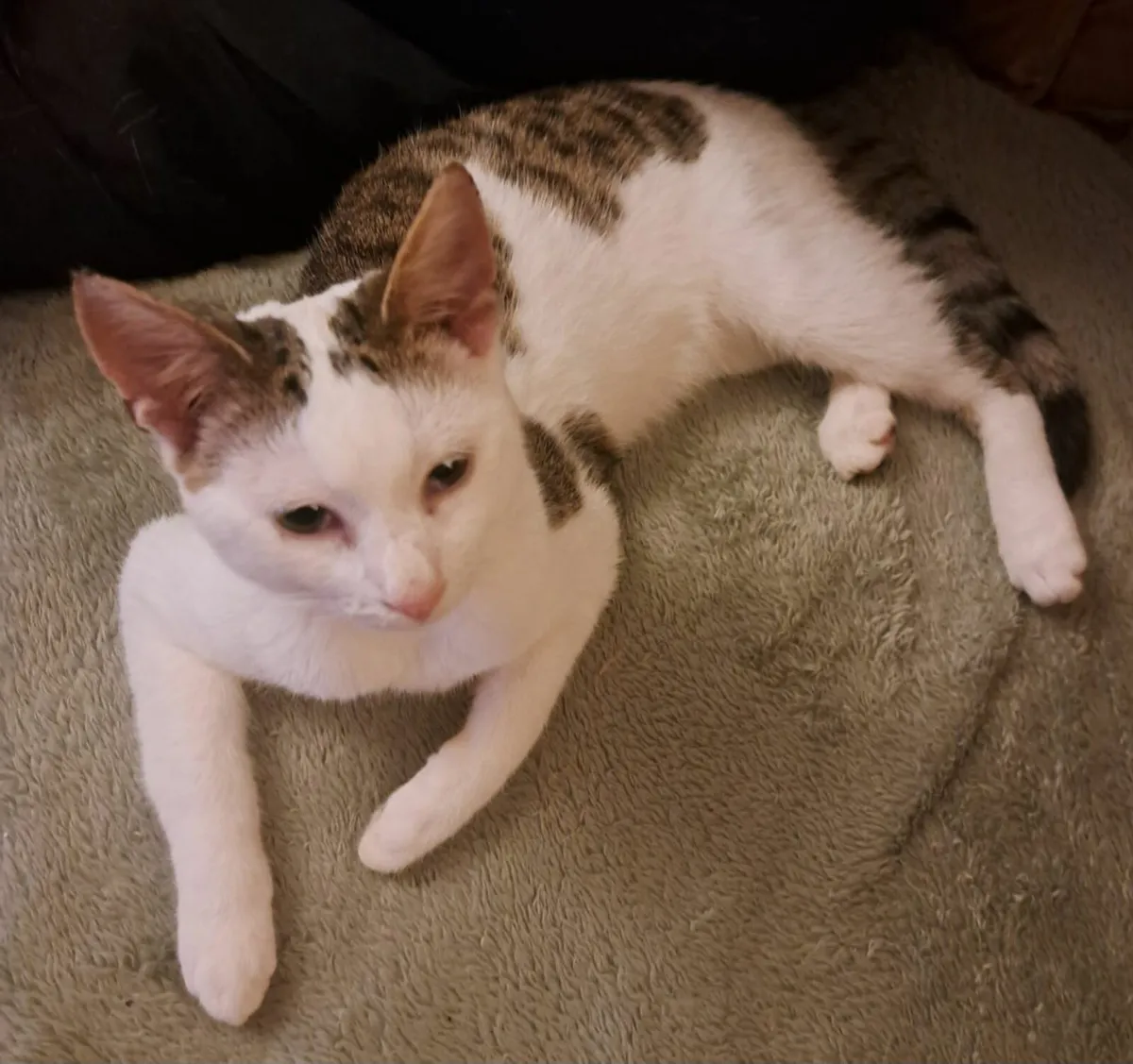 Male Kitten for Sale - Image 2