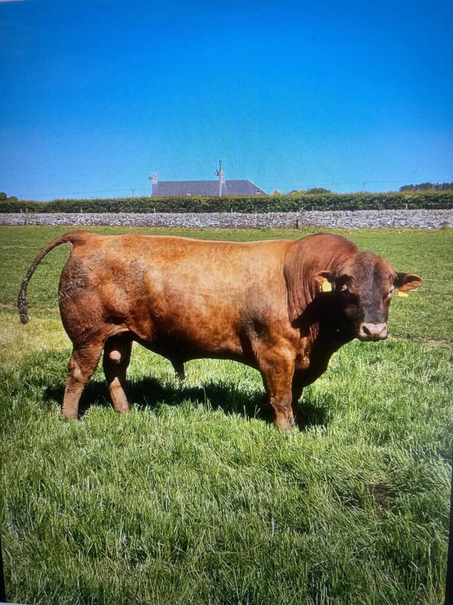 Bull - Image 1