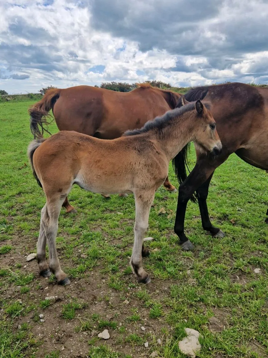Brood mare just foaled - Image 3