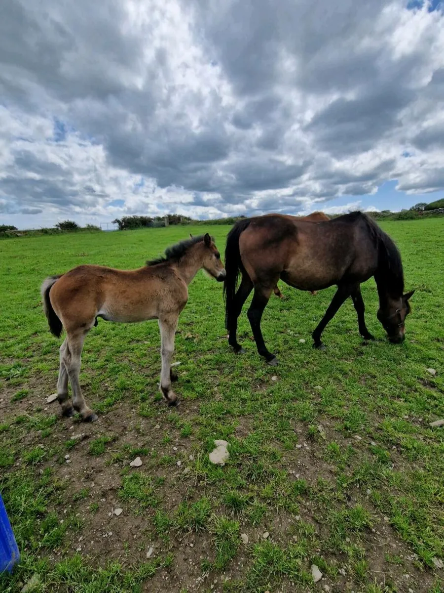 Brood mare just foaled - Image 2