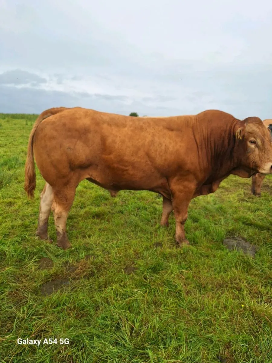 Bull - Image 1