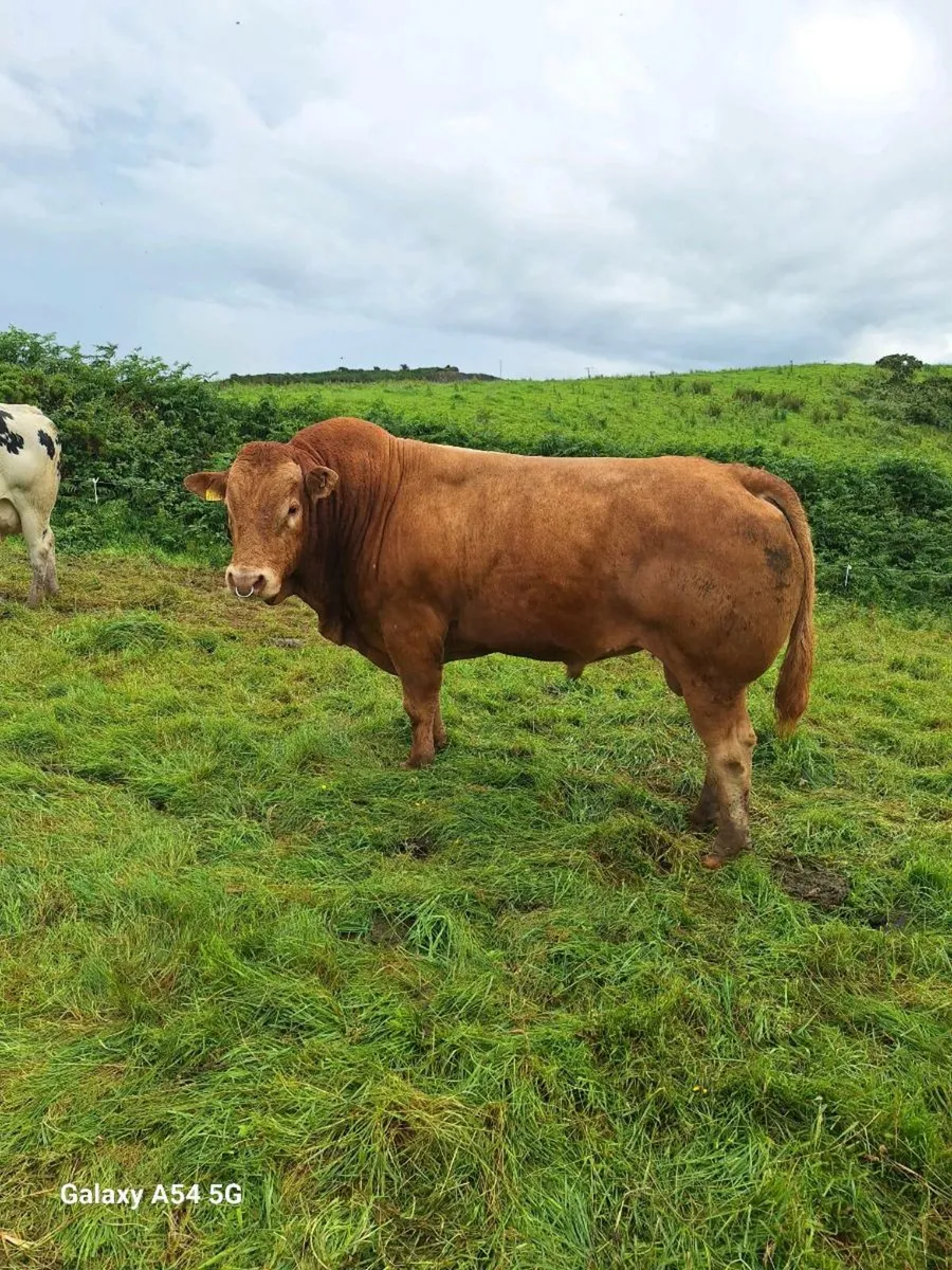 Bull - Image 2