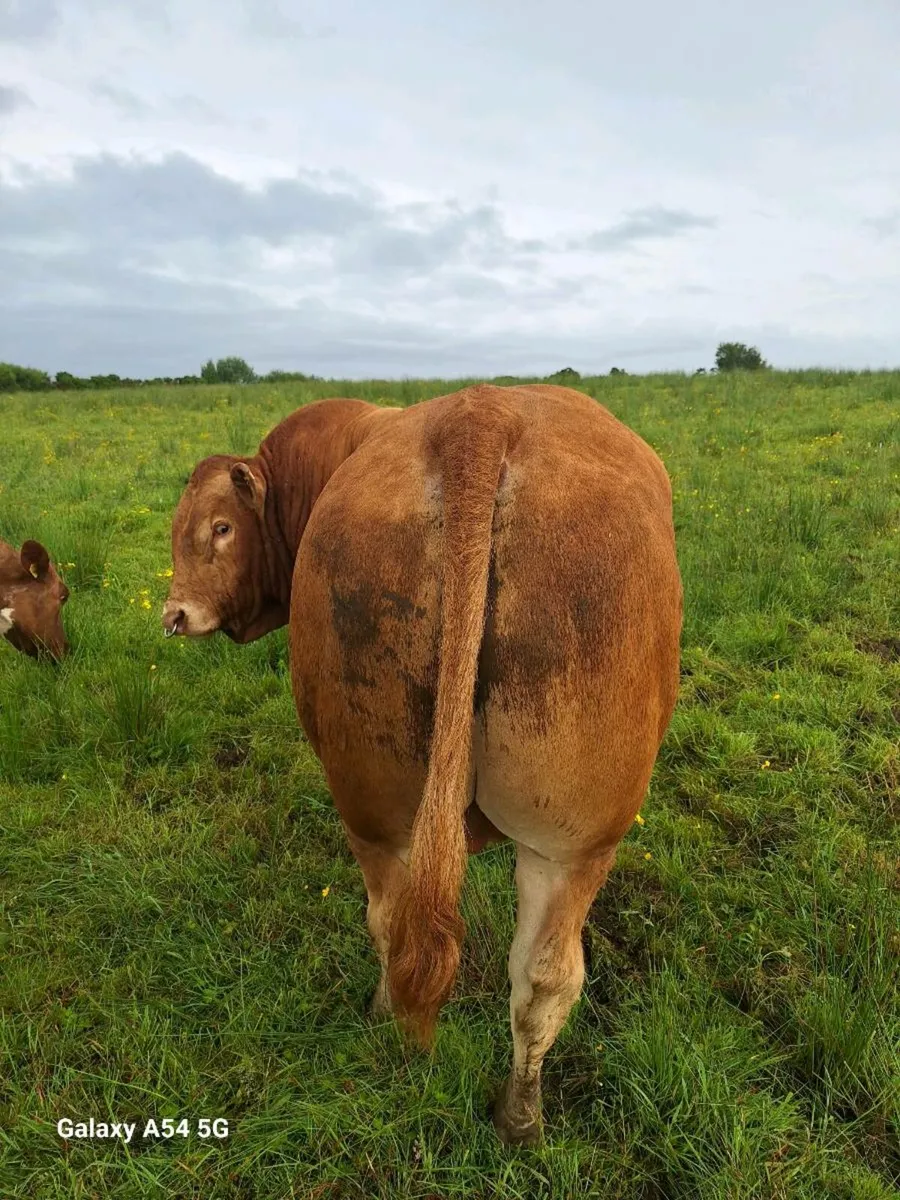 Bull - Image 3
